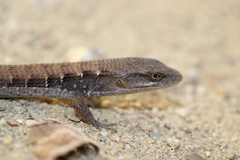 Elgaria multicarinata webbii