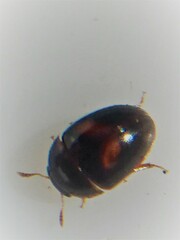 Austroporus doctus
