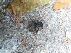 Apiomerus