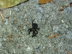 Apiomerus