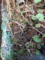 Hydrocotyle moschata