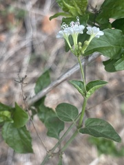 Commicarpus plumbagineus