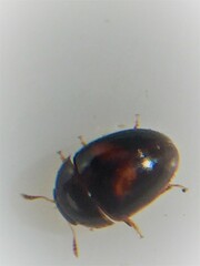 Austroporus doctus