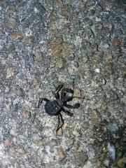 Apiomerus