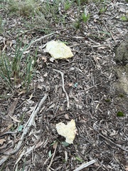 Laetiporus portentosus