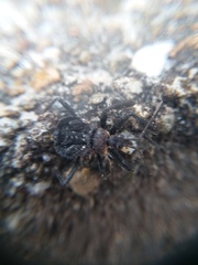 Apiomerus