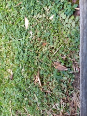 Hydrocotyle moschata