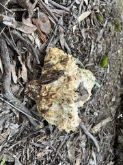 Laetiporus portentosus