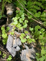 Hydrocotyle hirta