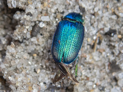 Diphucephala
