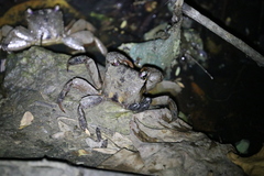 Episesarma versicolor