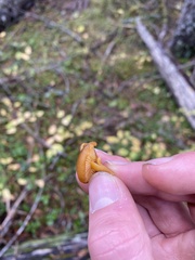 Chrysomphalina chrysophylla