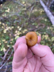 Chrysomphalina chrysophylla