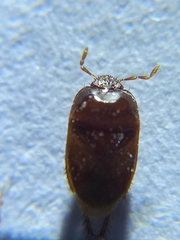 Cydnidae