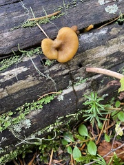 Chrysomphalina chrysophylla