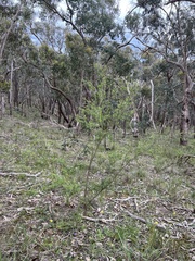 Kunzea leptospermoides