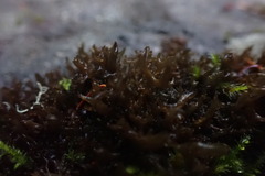 Scytinium palmatum
