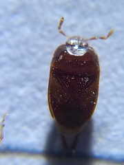 Cydnidae