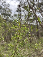 Kunzea leptospermoides