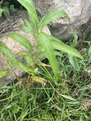 Persicaria decipiens