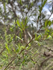 Kunzea leptospermoides