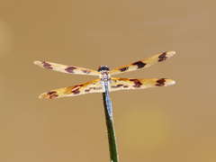 Rhyothemis graphiptera