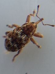 Storeus albosignatus
