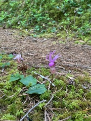 Calypso bulbosa occidentalis