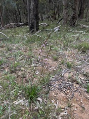 Stylidium armeria
