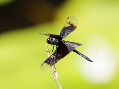 Rhyothemis princeps