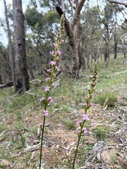 Stylidium armeria