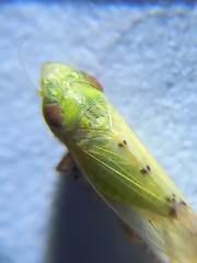Cicadellidae