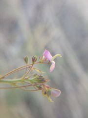 Desmodium rosei