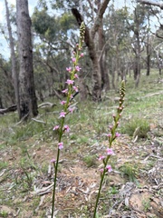 Stylidium armeria