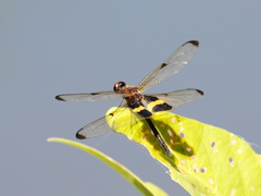 Rhyothemis phyllis