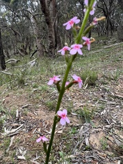 Stylidium armeria
