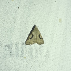 Herminodes concatenalis