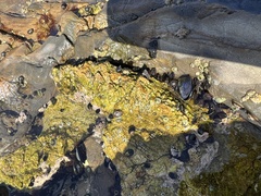 Littorinimorpha