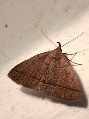 Zanclognatha obscuripennis