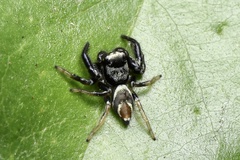 Thiania bhamoensis