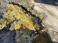 Littorinimorpha