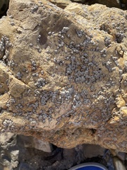 Balanomorpha