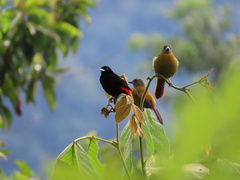 Ramphocelus passerinii