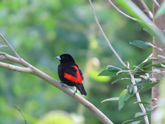 Ramphocelus passerinii