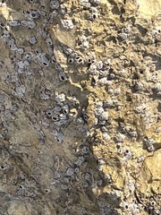 Balanomorpha
