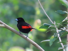 Ramphocelus passerinii