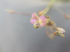 Desmodium rosei