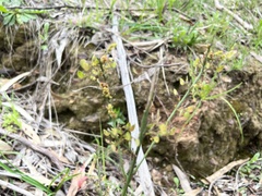 Daviesia leptophylla