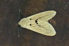 Spilarctia subcarnea