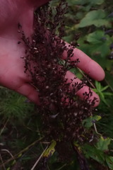 Artemisia suksdorfii